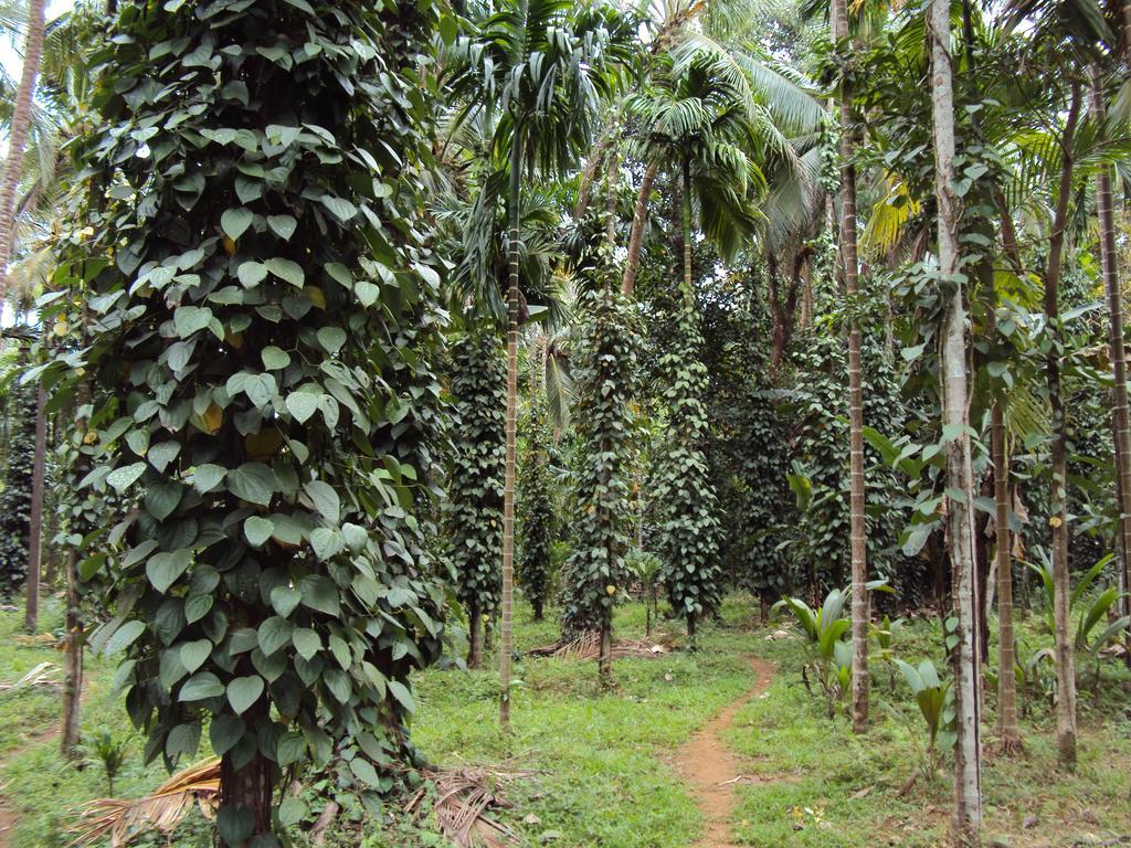 Dudhsagar Plantation Villa Cormonem Bagian luar foto