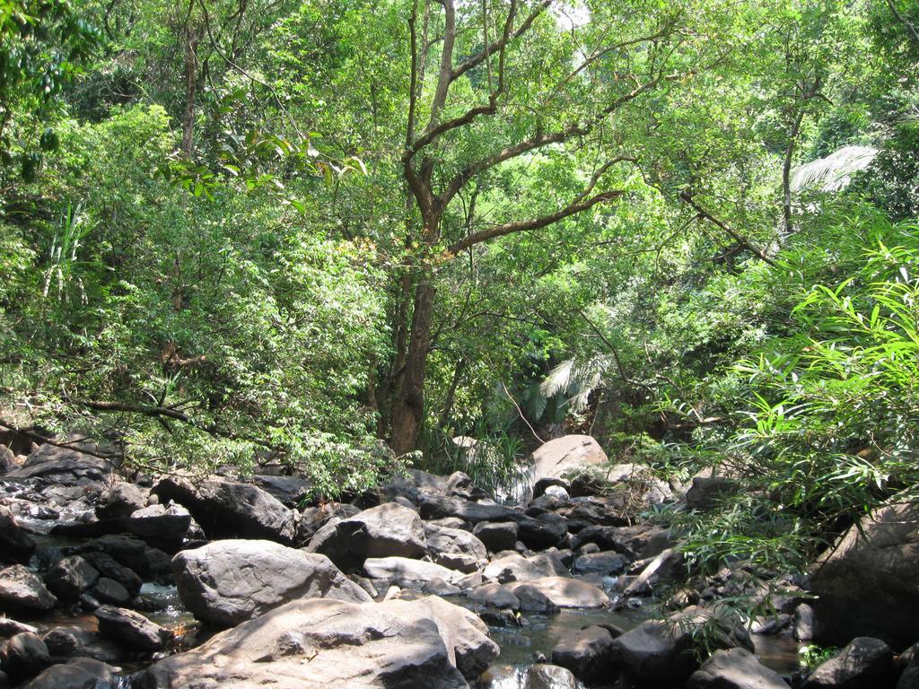 Dudhsagar Plantation Villa Cormonem Bagian luar foto