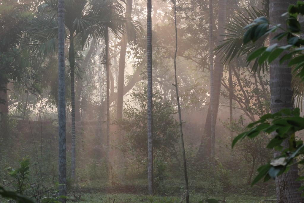 Dudhsagar Plantation Villa Cormonem Bagian luar foto