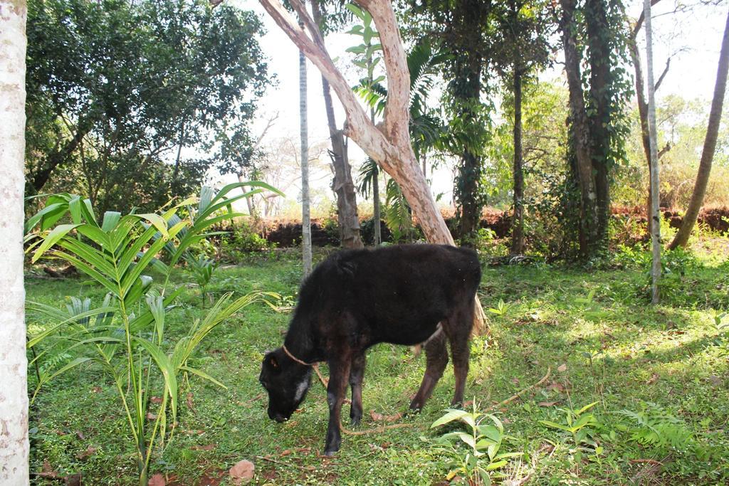 Dudhsagar Plantation Villa Cormonem Bagian luar foto