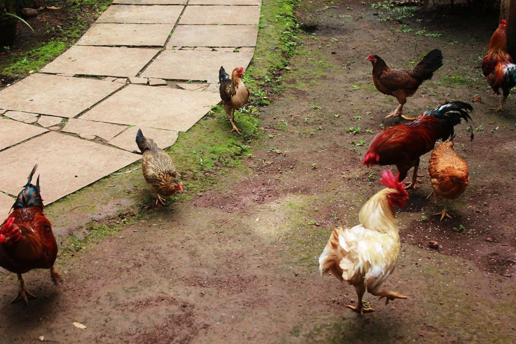 Dudhsagar Plantation Villa Cormonem Bagian luar foto